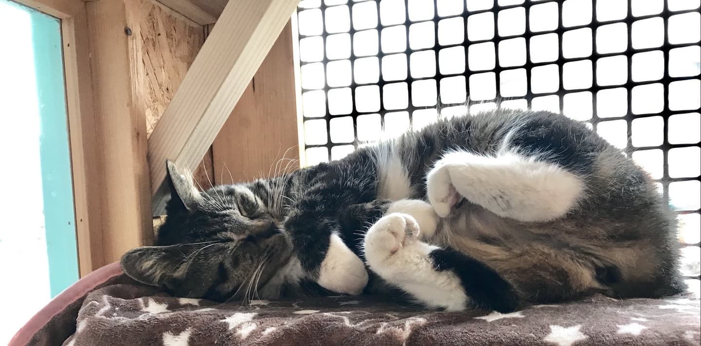 保護猫保護犬に会える